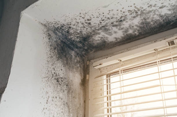 Affordable Mold Remediation solutions in Cary, NC